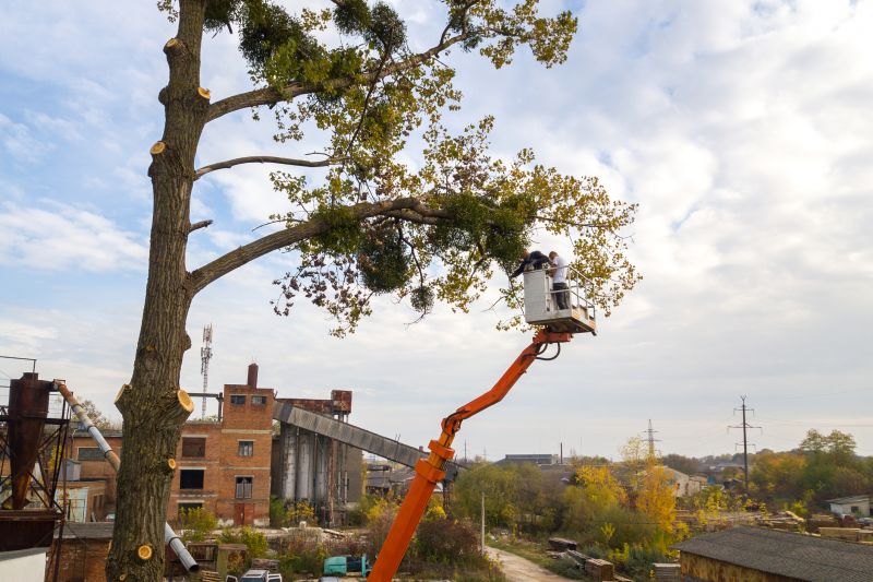 Tree Installation Service detail