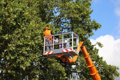 Tree Arborist Service