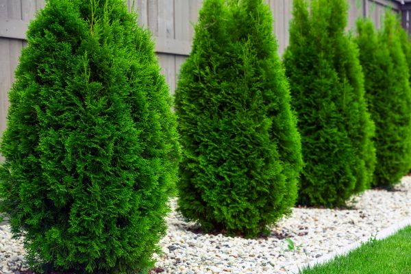 Arborvitae Planting in Abilene