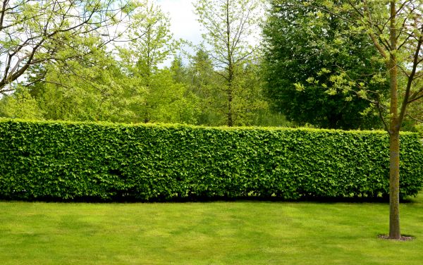 Hedge Planting in Abilene