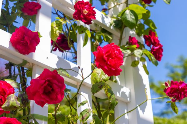 Home Gardening Service in Abilene