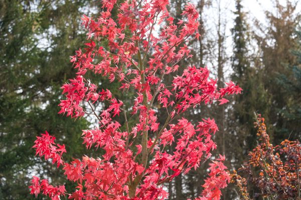 Japanese Maple Planting in Abilene