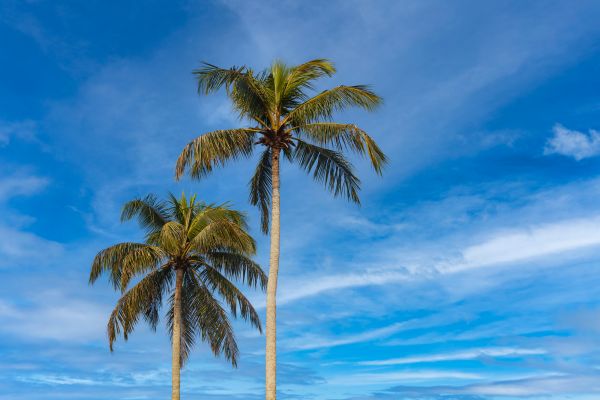 Palm Tree Planting in Abilene