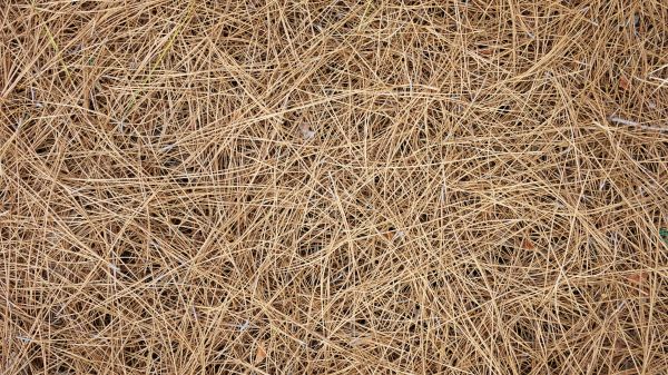 Pine Needles Delivery in Abilene