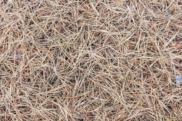 Pine Straw Installation in Abilene