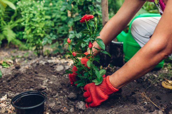 Planting Service in Abilene