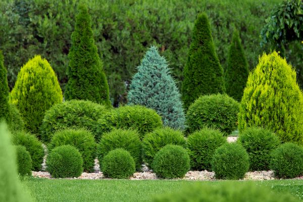 Shrub Replacement in Abilene