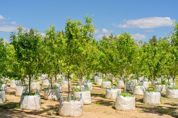 Tree Planting Service in Abilene