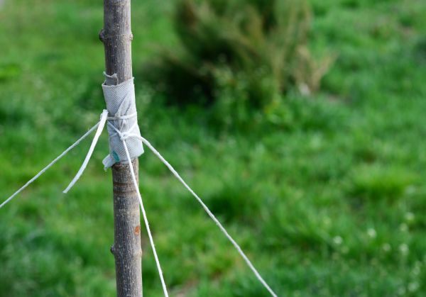 Tree Staking Service in Abilene