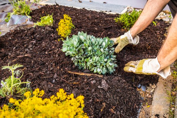 Weeding And Mulching in Abilene