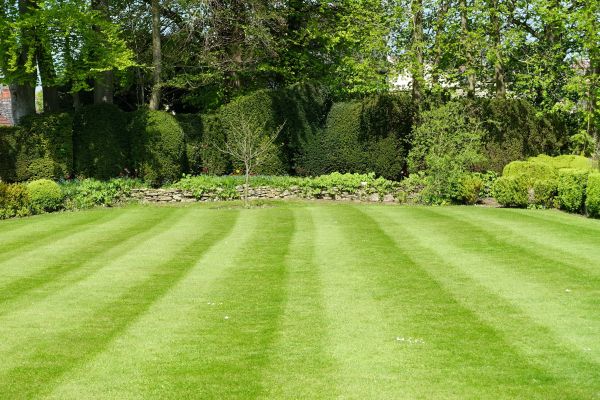 Lawn Renovation in Abilene