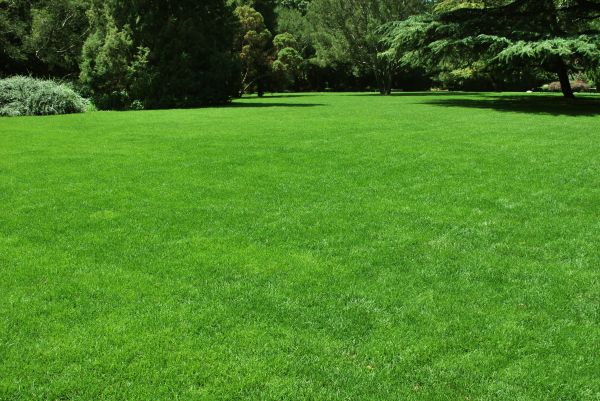 Lawn Landscaping in Abilene