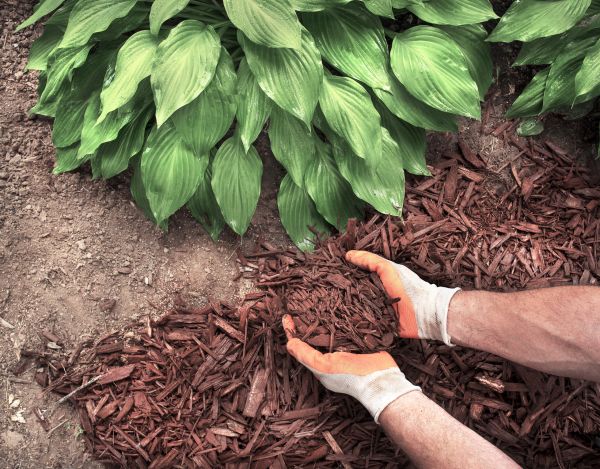 Shredded Mulch Service in Abilene
