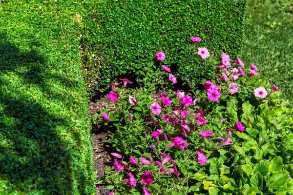 Softscaping Service in Abilene