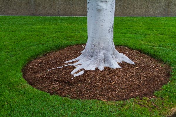 Brown Mulch Installation in Abilene