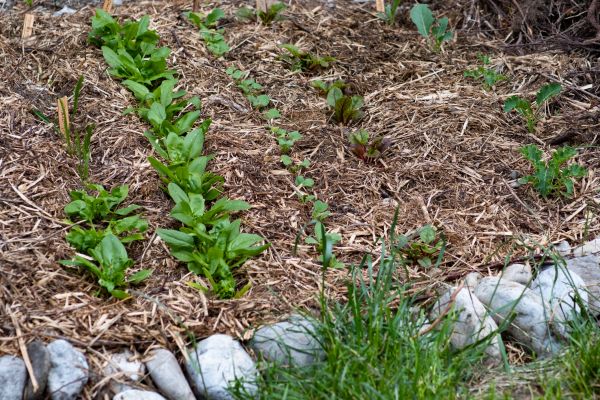 Mulch Service in Abilene