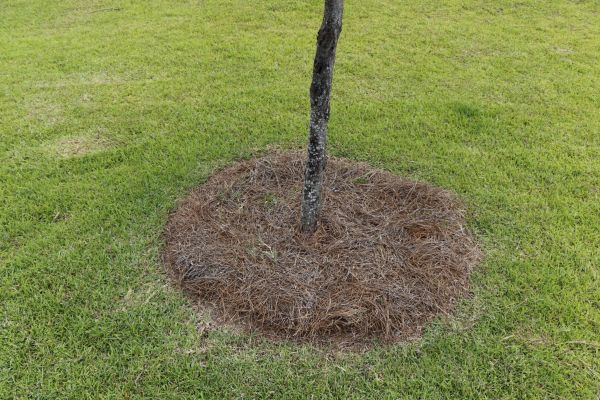 Pine Straw Spreading in Abilene