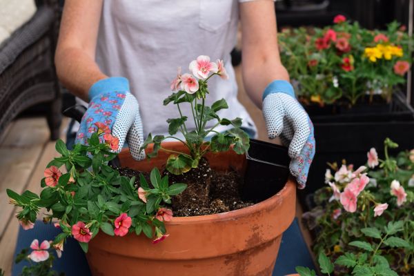 Plant Care Service in Abilene