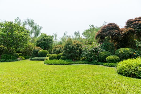 Tree Landscaping in Abilene
