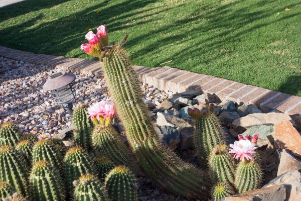 Desert Landscaping in Abilene