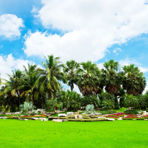 Tropical Landscaping in Abilene