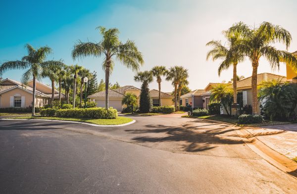 Palm Tree Landscaping in Abilene