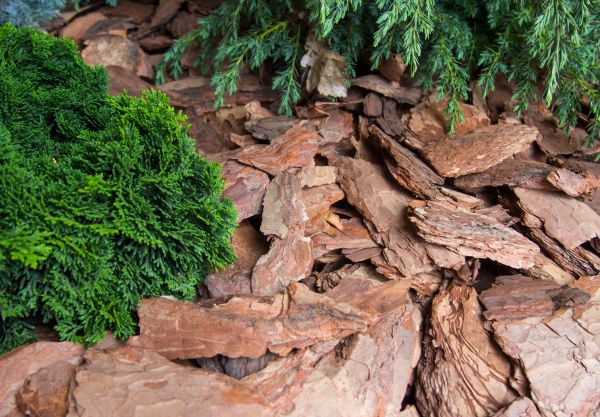Pine Bark Installation in Abilene