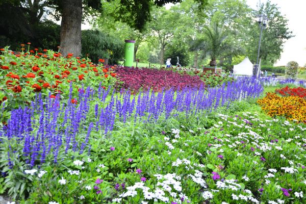 Perennials Planting in Abilene