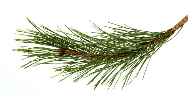 Pine Needles Installation in Abilene