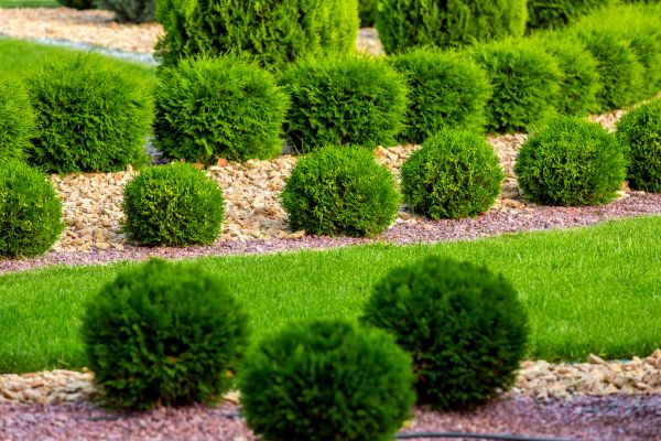 Bush Installation in Abilene