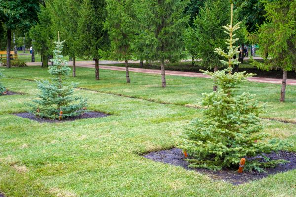 Privacy Trees Planting in Abilene