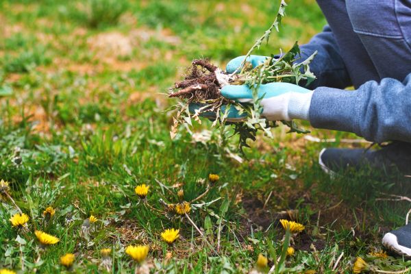 Flower Bed Clearing in Abilene