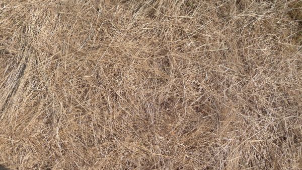 Pine Straw Replacement in Abilene