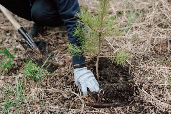 Pine Tree Planting in Abilene