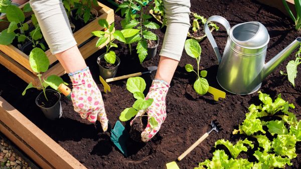 Garden Bed Installation in Abilene