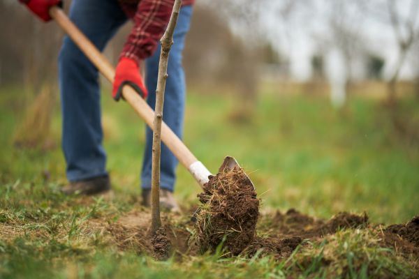 Trees Planting in Abilene