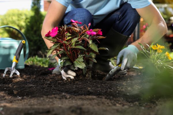 Plant Replacement in Abilene