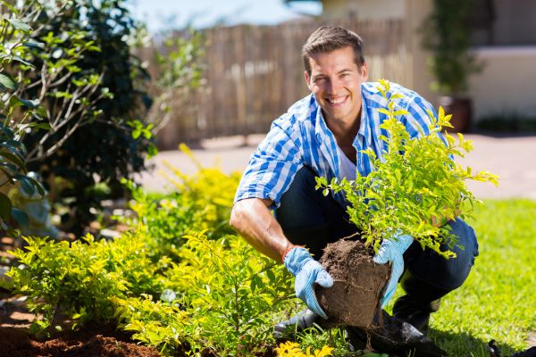 Shrub Landscaping in Abilene
