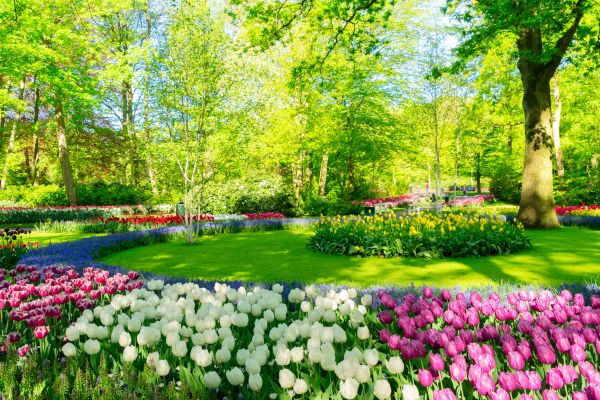 Flower Landscaping in Abilene