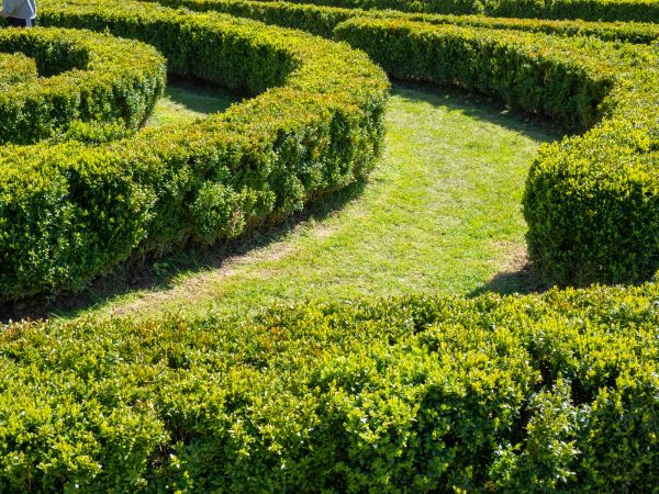Bush Landscaping in Abilene