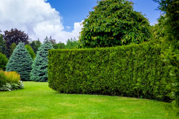 Hedge Landscaping in Abilene