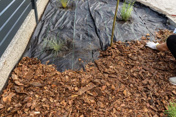 Pine Bark Spreading in Abilene