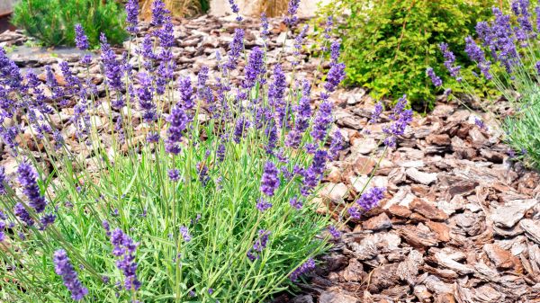 Pine Bark Landscaping in Abilene