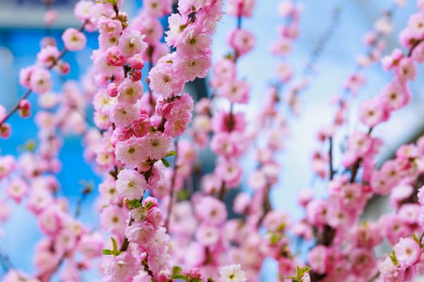 Japanese Cherry Tree Planting in Abilene