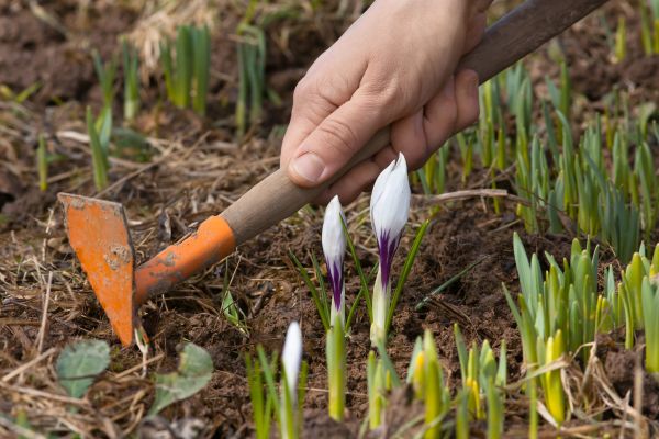 Flower Garden Weeding in Abilene
