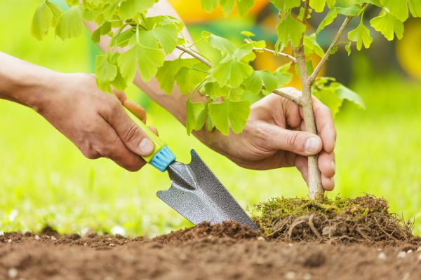 Fruit Tree Planting in Abilene