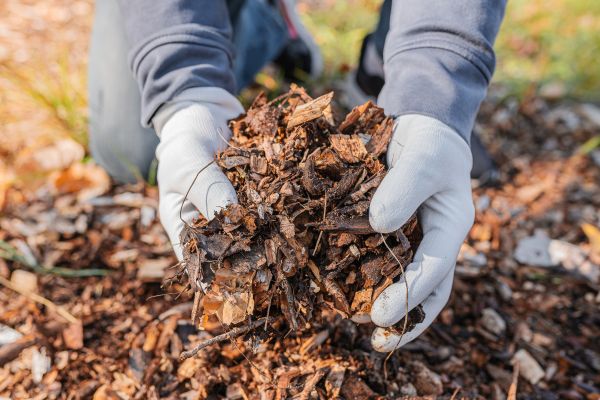 Shredded Mulch Installation in Abilene