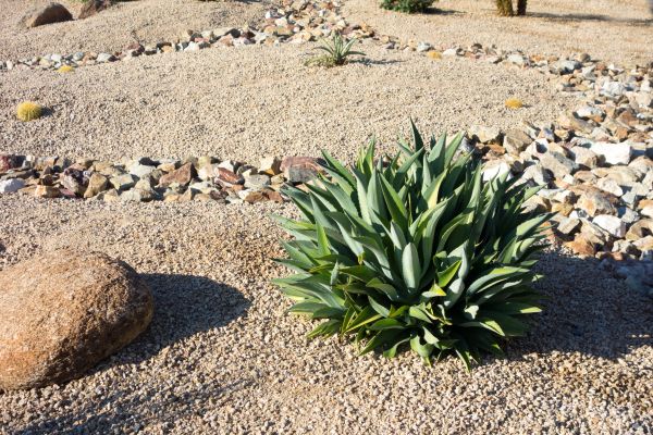 Xeriscaping Service in Abilene