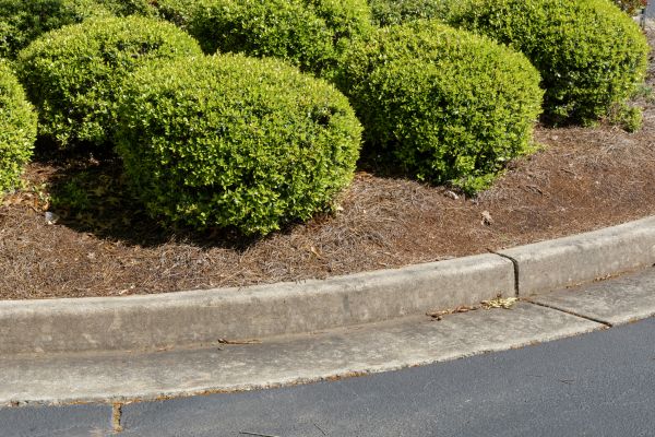 Pine Mulch Installation in Abilene