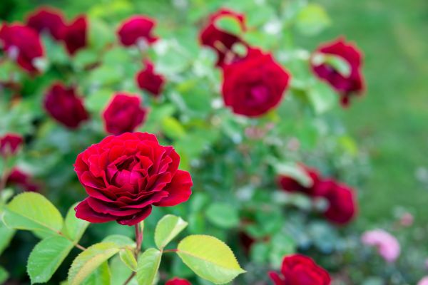 Rose Planting in Abilene